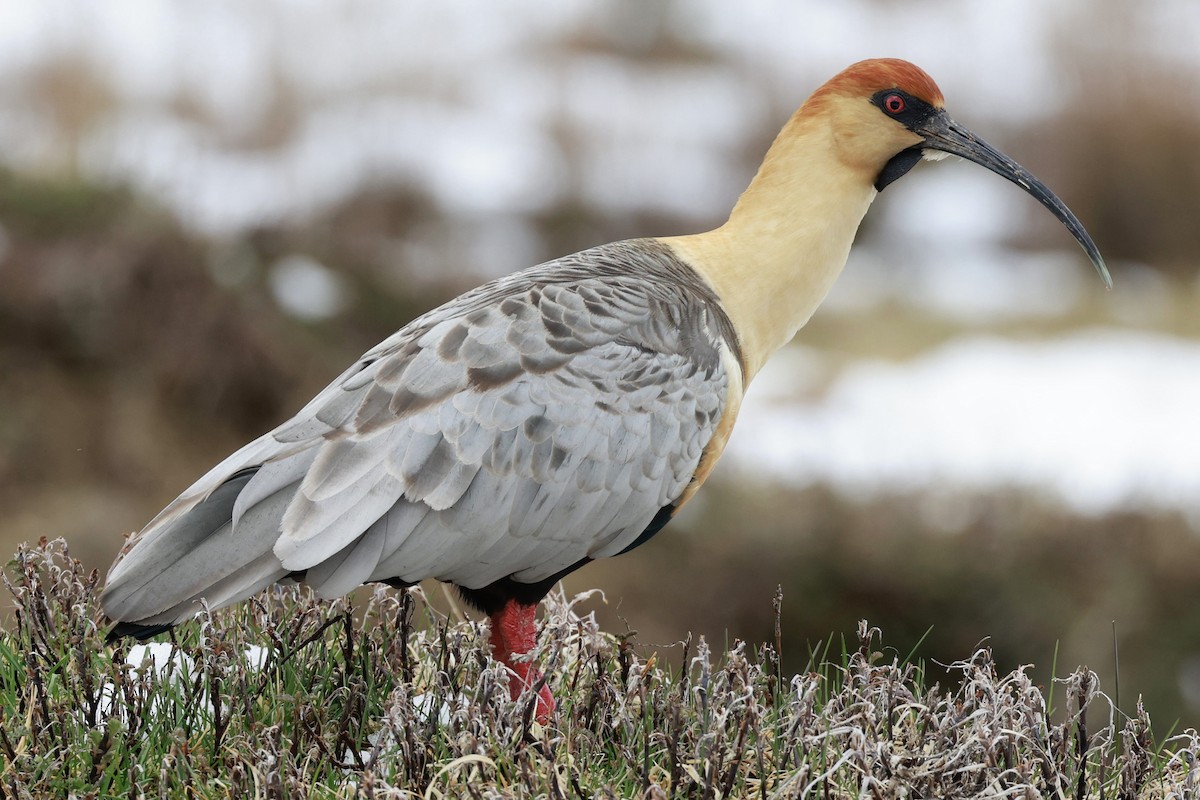 Bandurria Austral - ML644659226