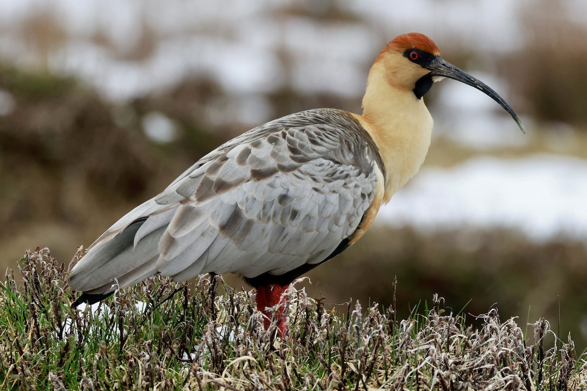 Bandurria Austral - ML644659227