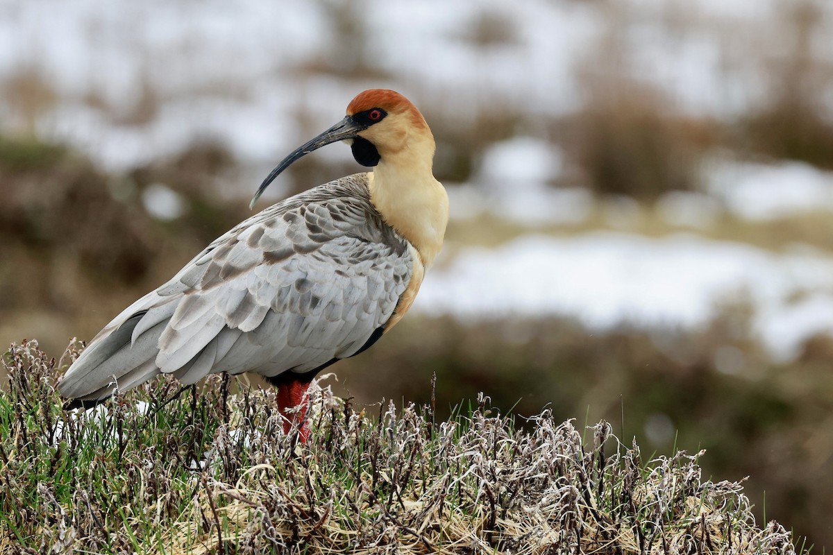 Bandurria Austral - ML644659228