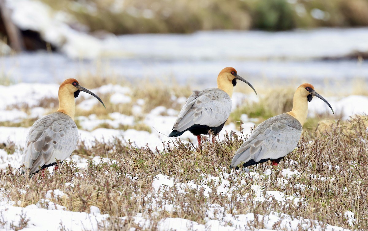 Bandurria Austral - ML644659229