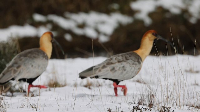 İbikli Sarıca Aynak - ML644659230