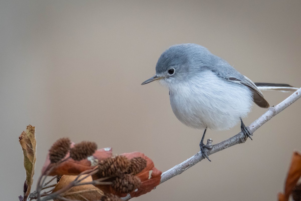 Blue-gray Gnatcatcher - ML644659248