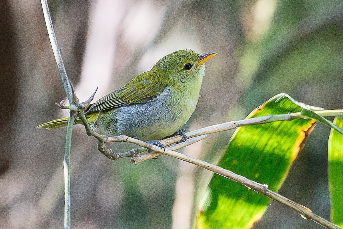 Rufous-headed Tanager - ML644659250