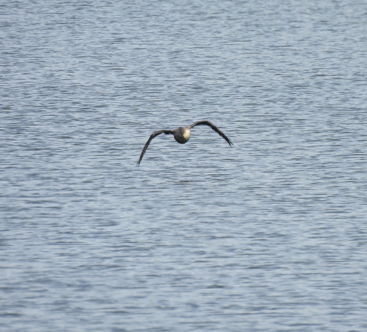 Cormoran à aigrettes - ML644659256