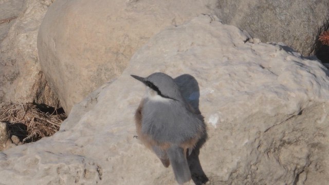 Kaya Sıvacısı - ML644659268