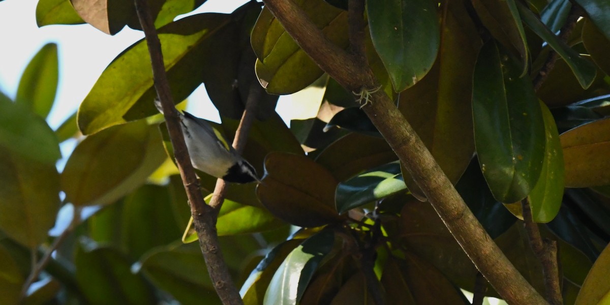 Golden-winged Warbler - ML644659279