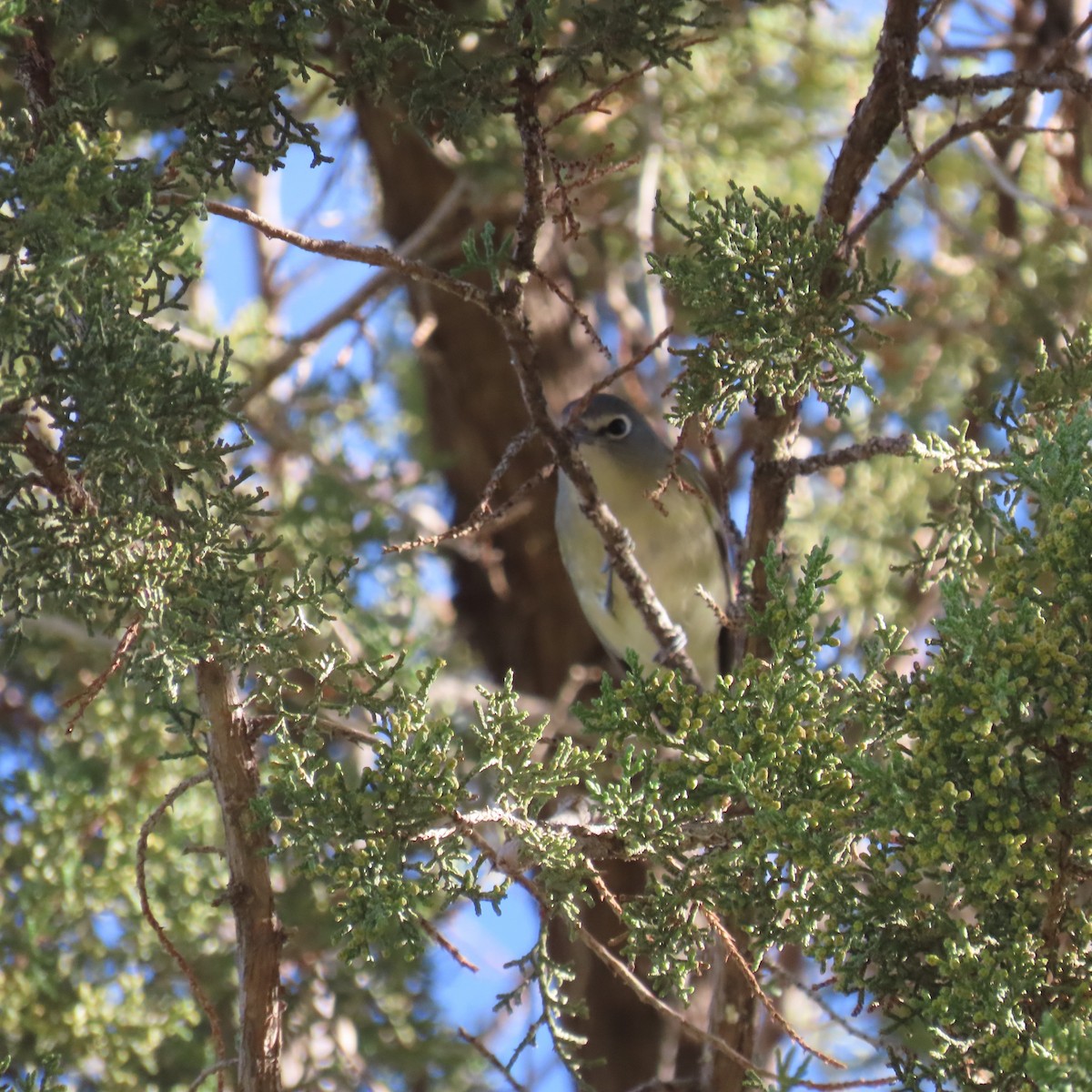 vireo sp. - ML644659280