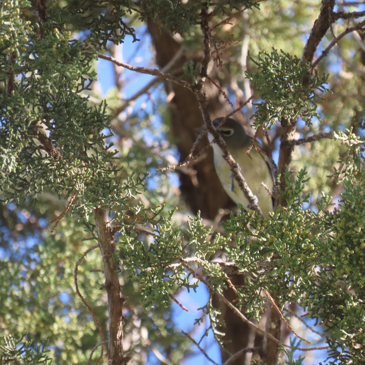 vireo sp. - ML644659281