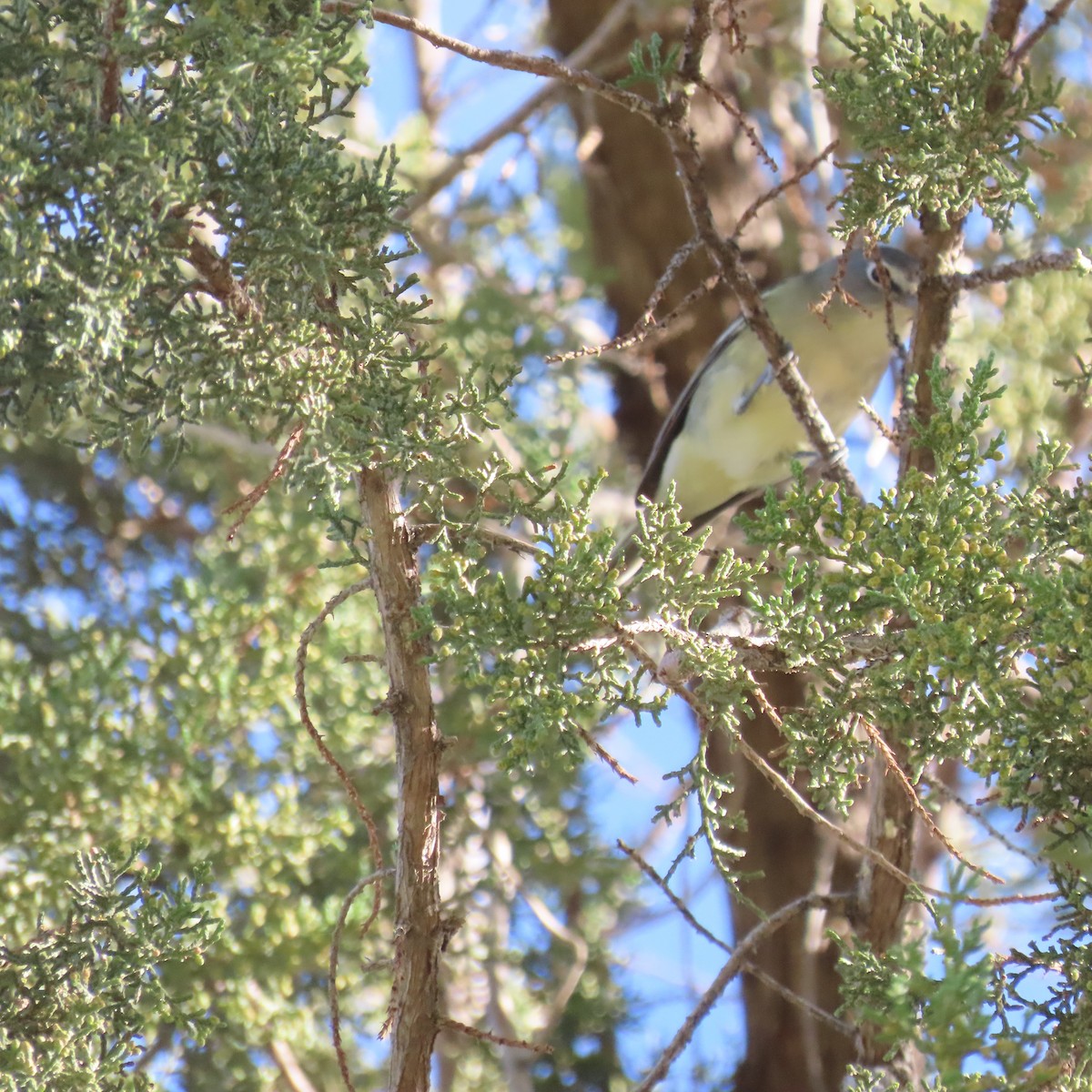 vireo sp. - ML644659282