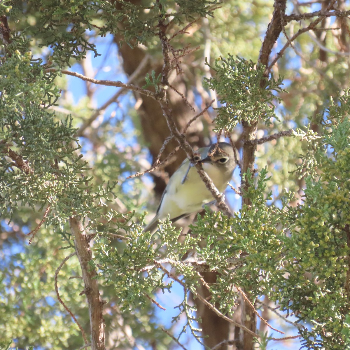 vireo sp. - ML644659283