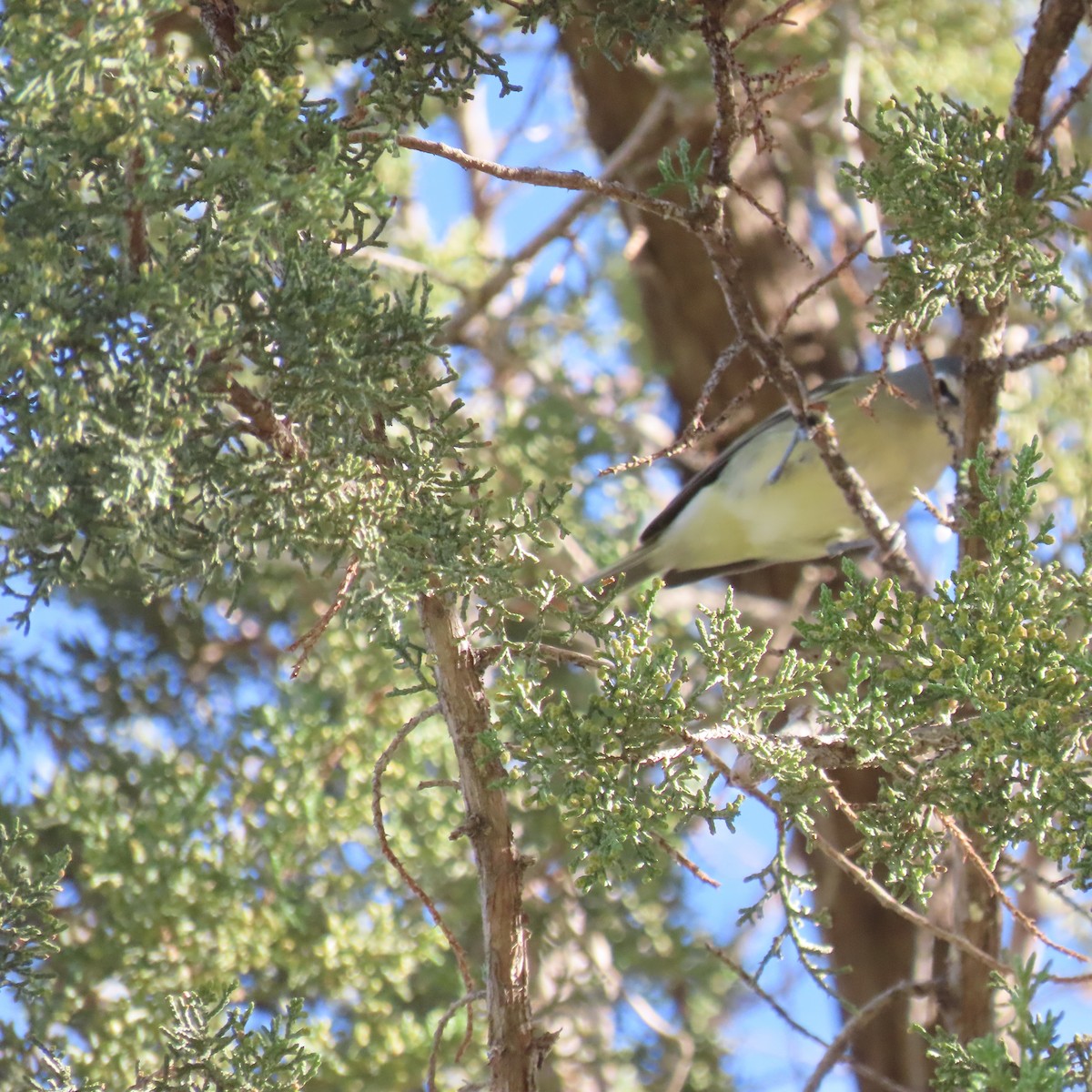 vireo sp. - ML644659284
