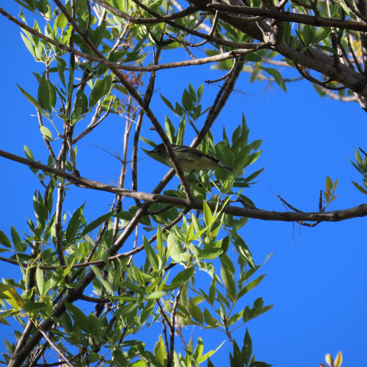 vireo sp. - ML644659285