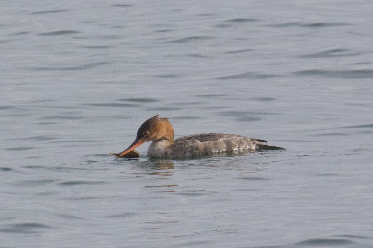 Red-breasted Merganser - ML644659289