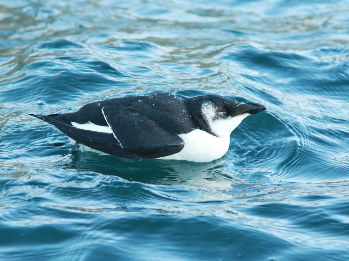 Razorbill - ML644659290