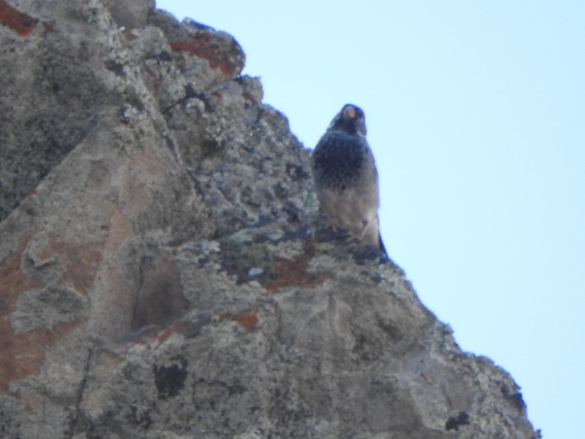 Incaspize petit-deuil - ML644659291