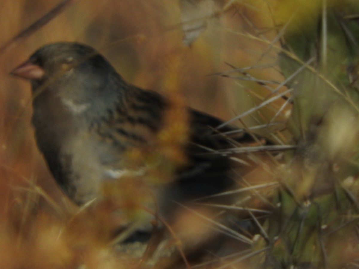 Incaspize petit-deuil - ML644659292