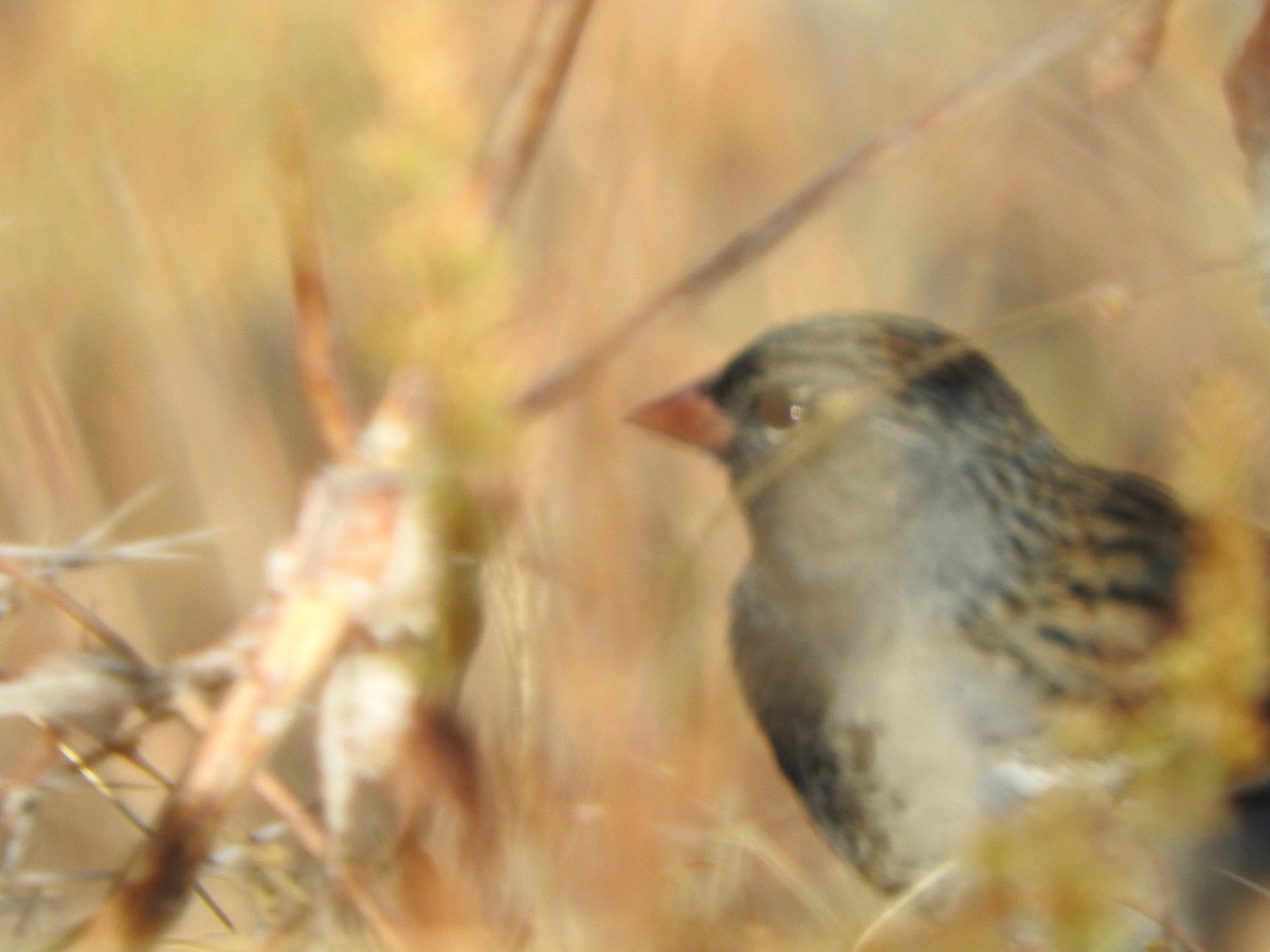 Incaspize petit-deuil - ML644659293