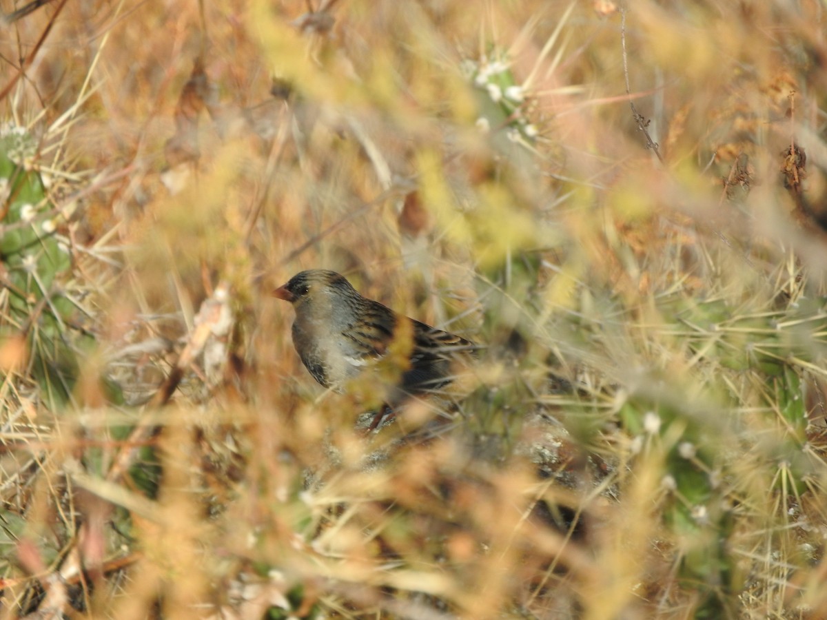 Incaspize petit-deuil - ML644659294