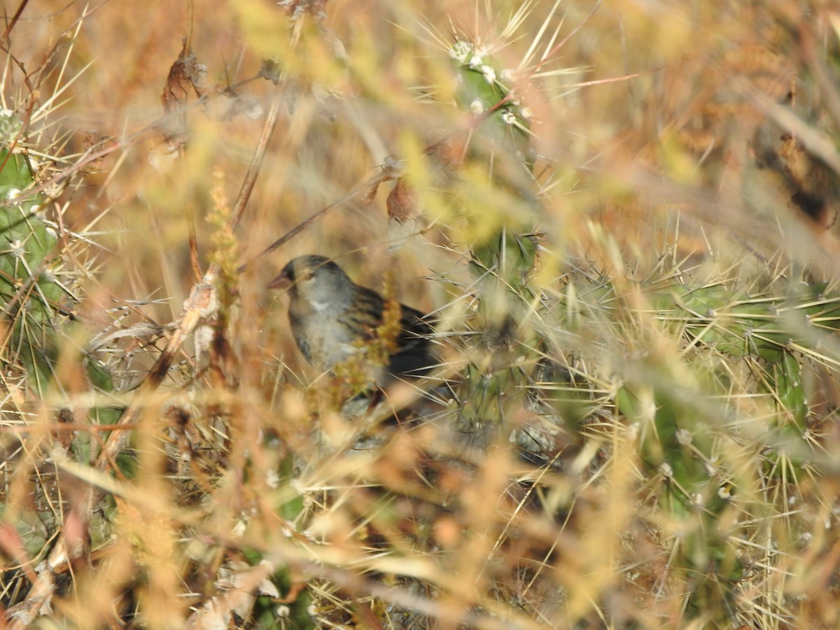 Incaspize petit-deuil - ML644659295