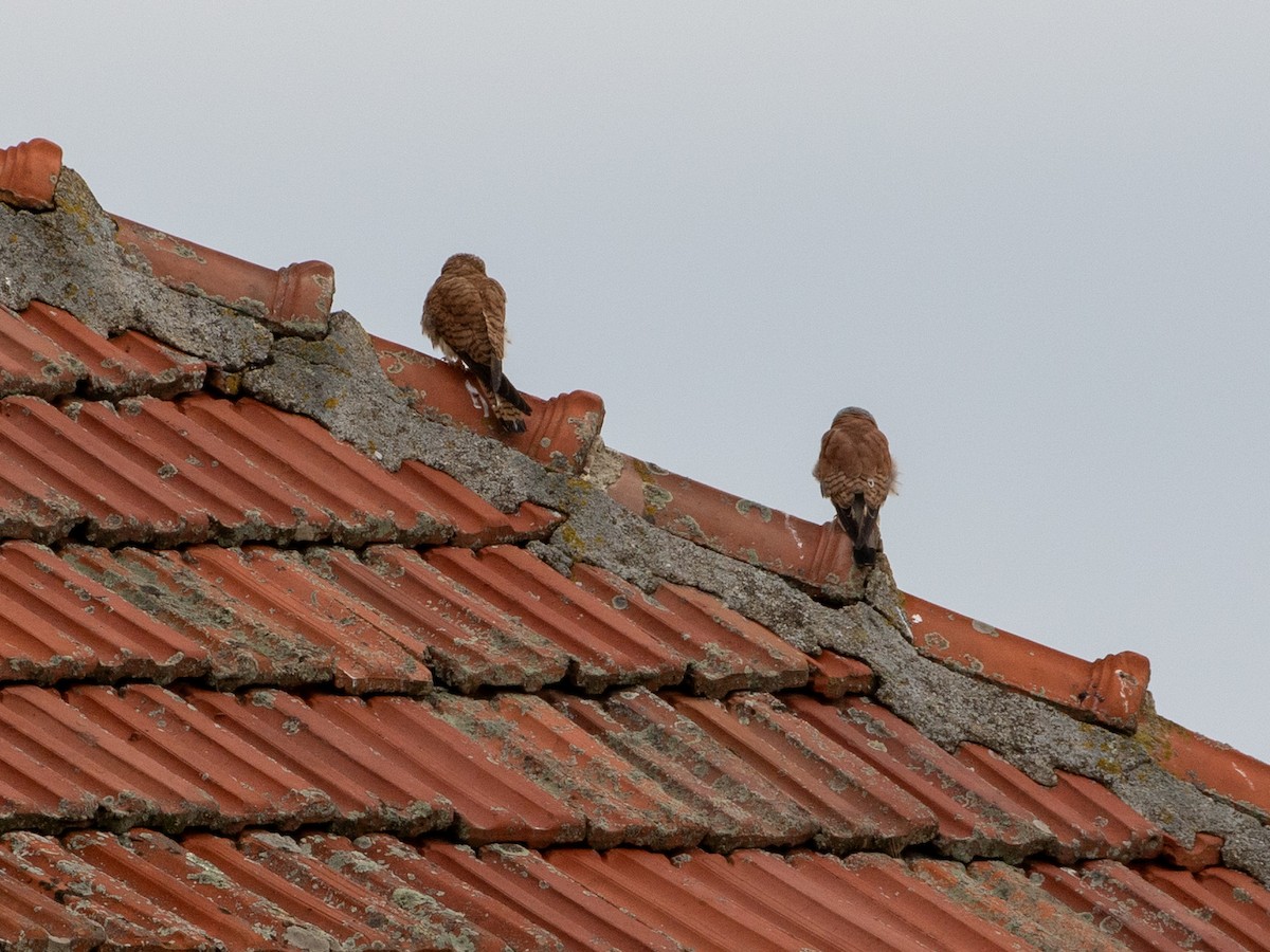 Rötelfalke - ML644659300