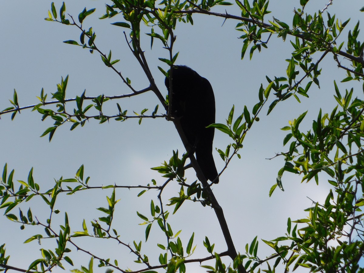 Screaming Cowbird - ML644659304