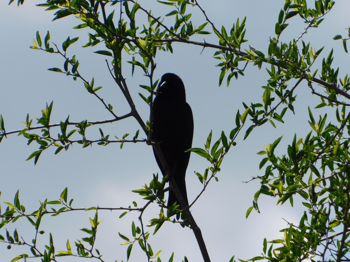 Screaming Cowbird - ML644659305