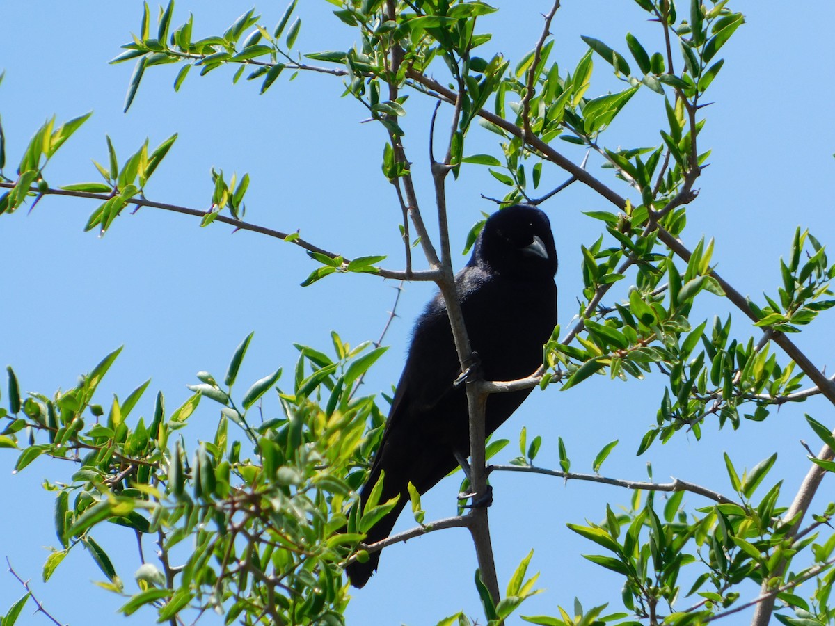 Screaming Cowbird - ML644659307