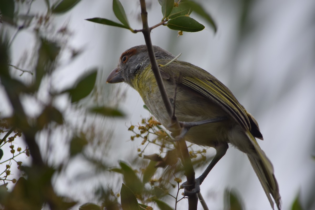 Rufous-browed Peppershrike - ML644659309