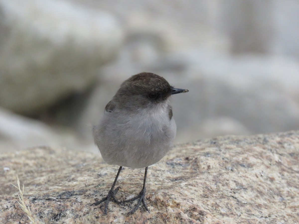 magellanmarktyrann - ML644659310