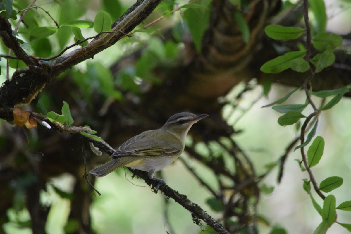 Chivi Vireo - ML644659330