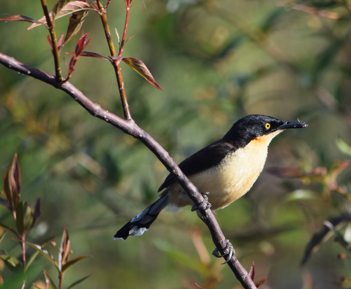 Black-capped Donacobius - ML644659344