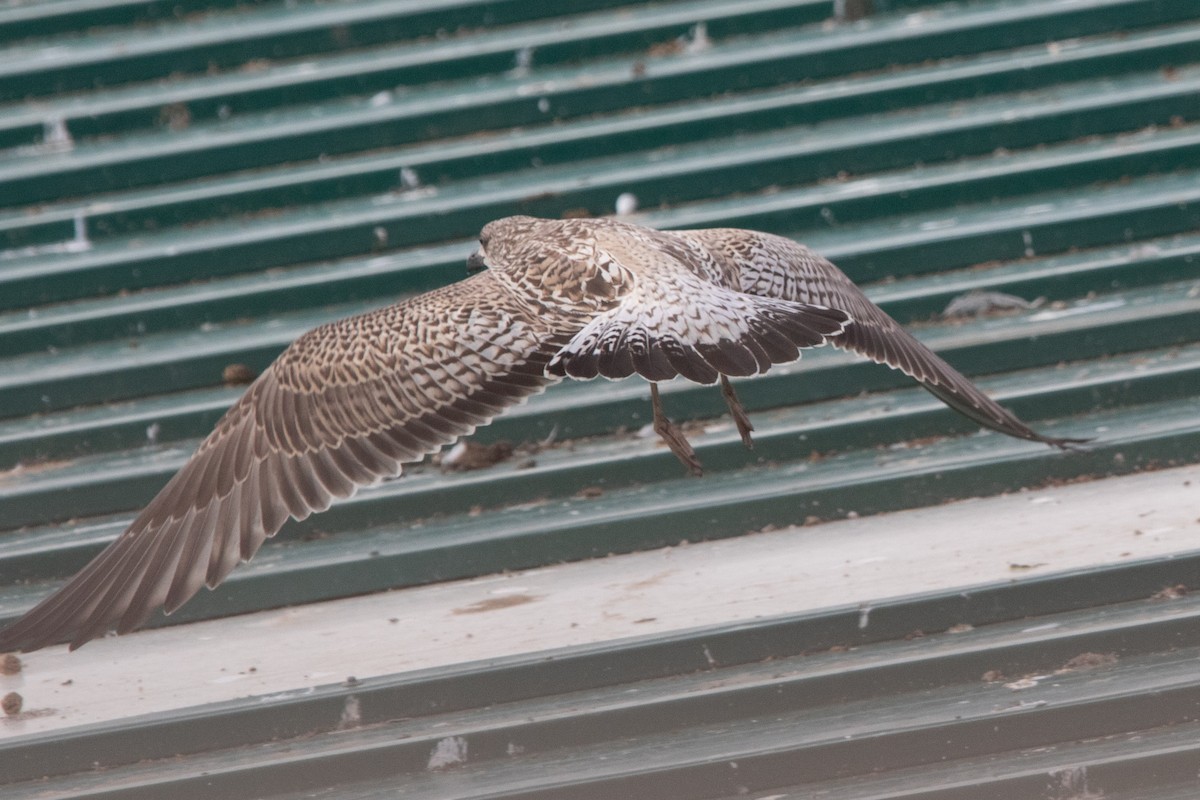 Lesser Black-backed Gull - ML644659353