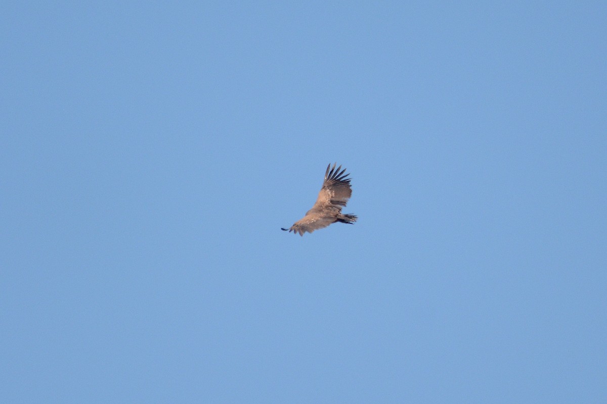 Grifone di Rüppell - ML644659358