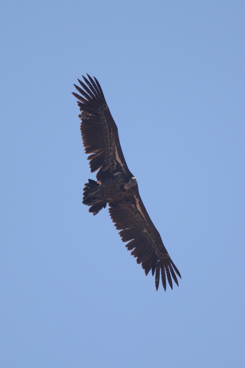 Grifone di Rüppell - ML644659359