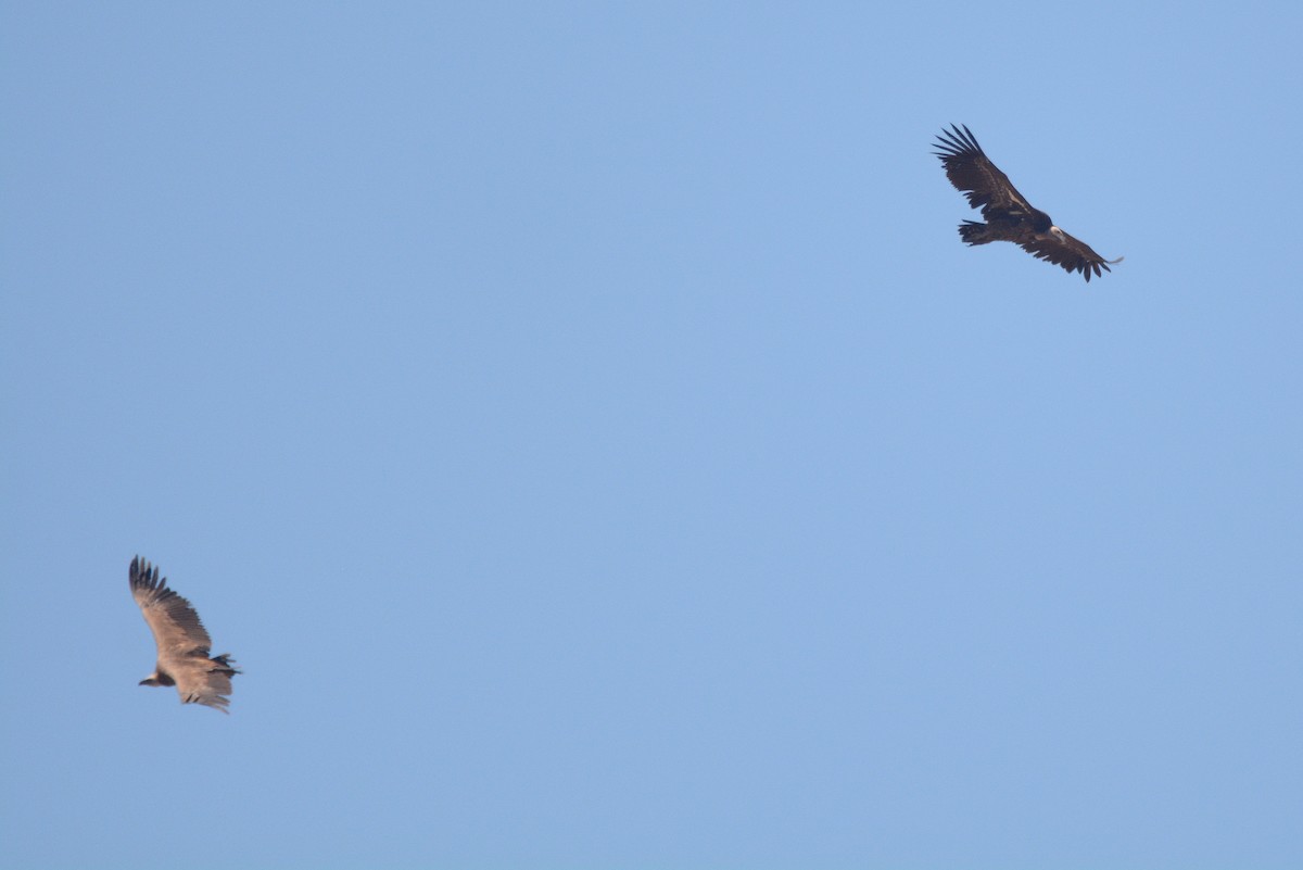 Grifone di Rüppell - ML644659360