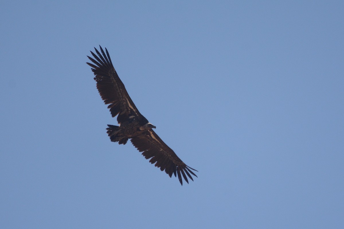 Grifone di Rüppell - ML644659361