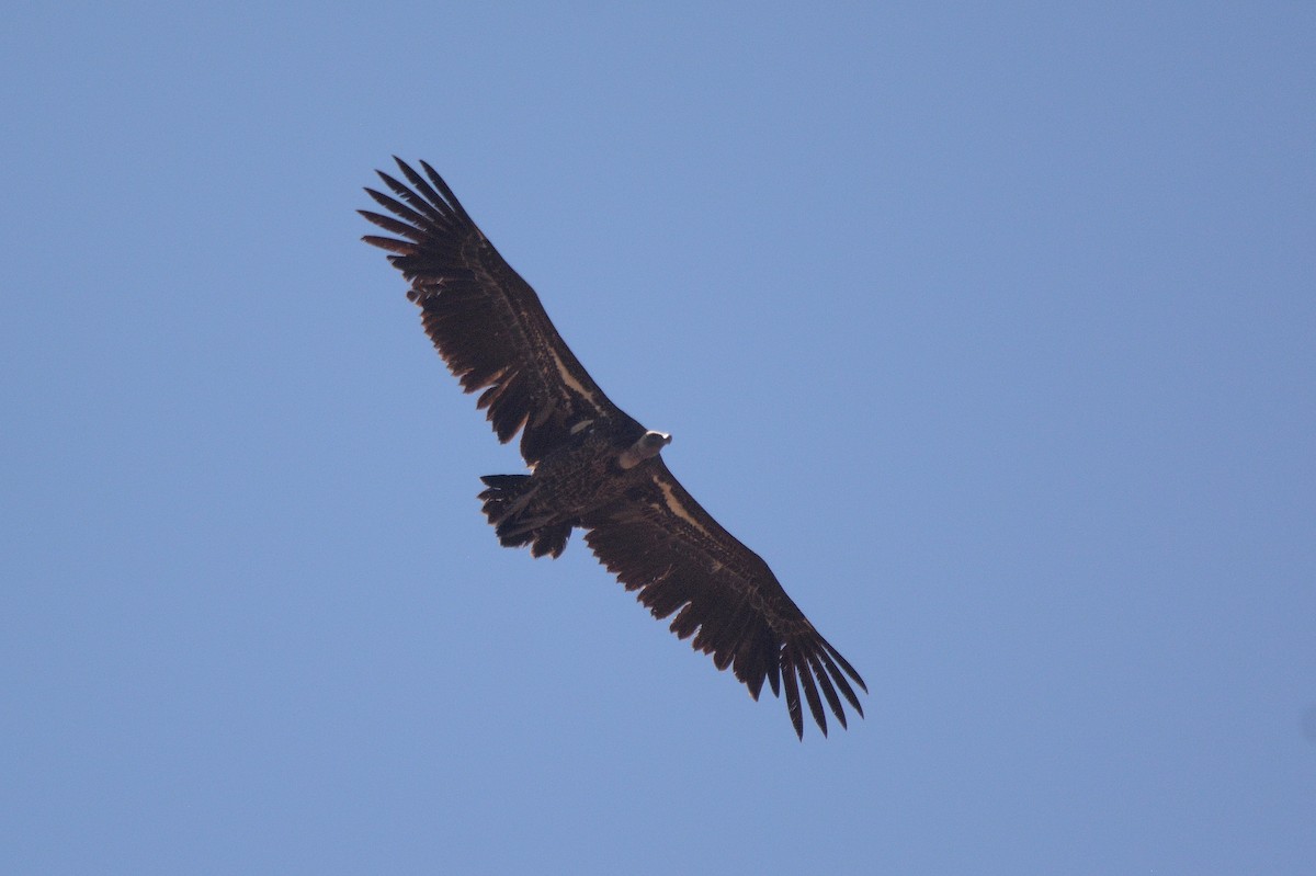 Grifone di Rüppell - ML644659362