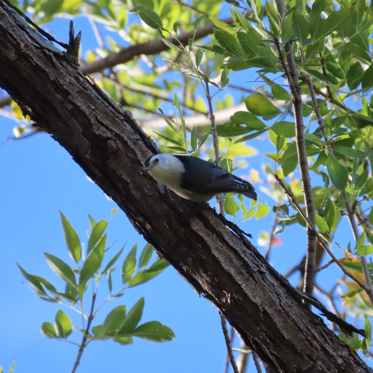 White-breasted Nuthatch - ML644659369