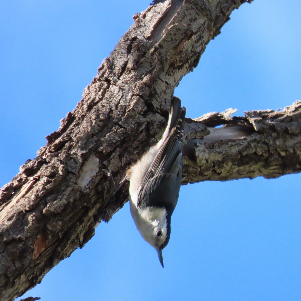 White-breasted Nuthatch - ML644659370