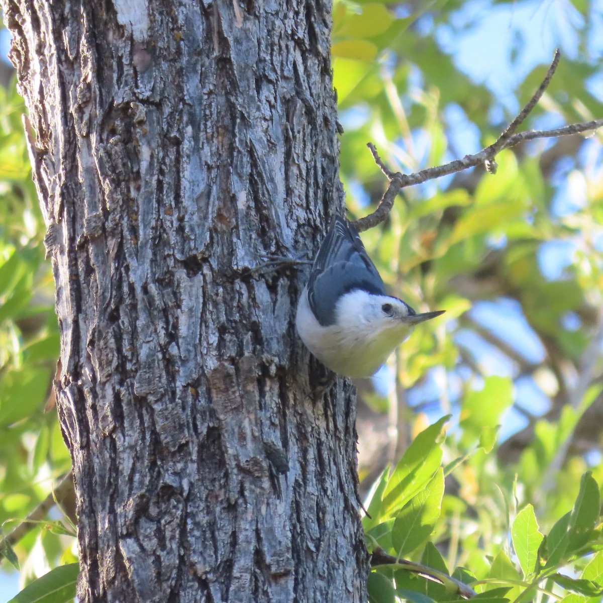 White-breasted Nuthatch - ML644659371