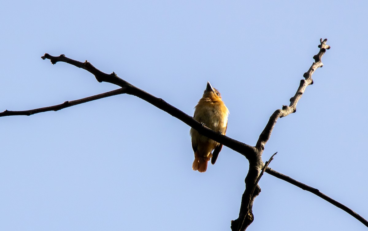 Cinnamon Becard - ML644659372