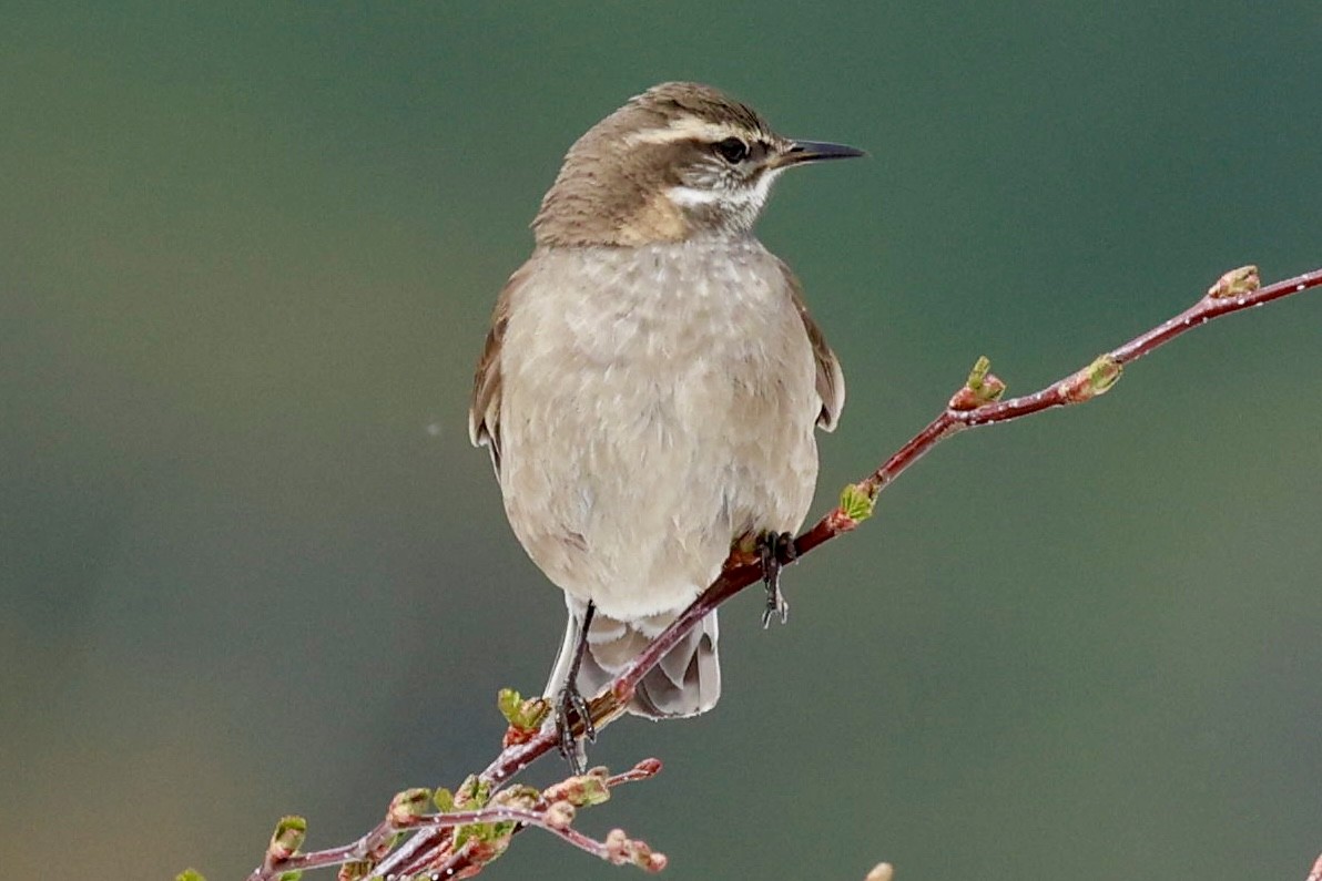 Remolinera Fusca - ML644659373