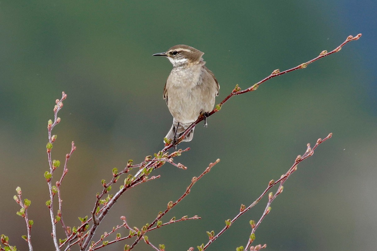 Remolinera Fusca - ML644659374
