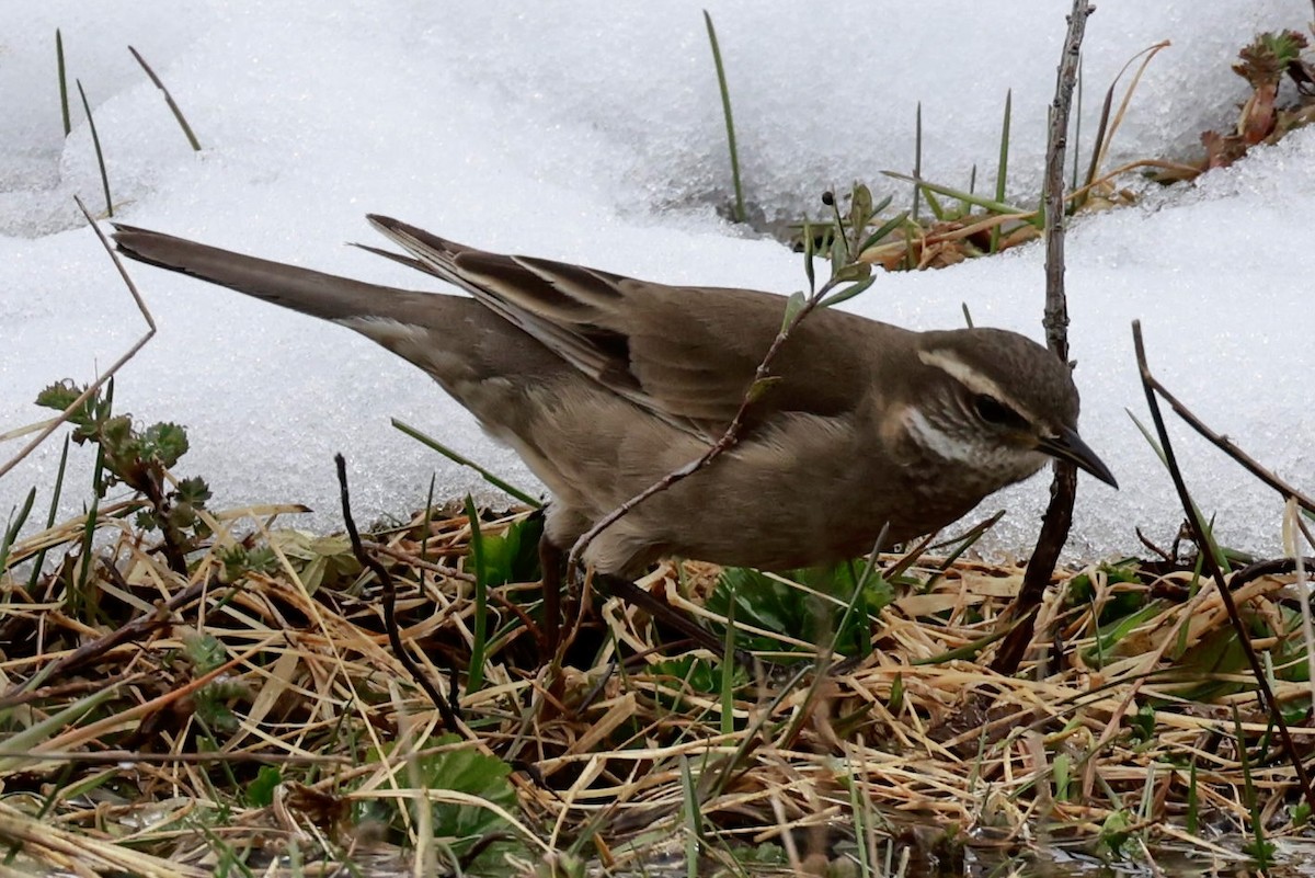 Remolinera Fusca - ML644659375