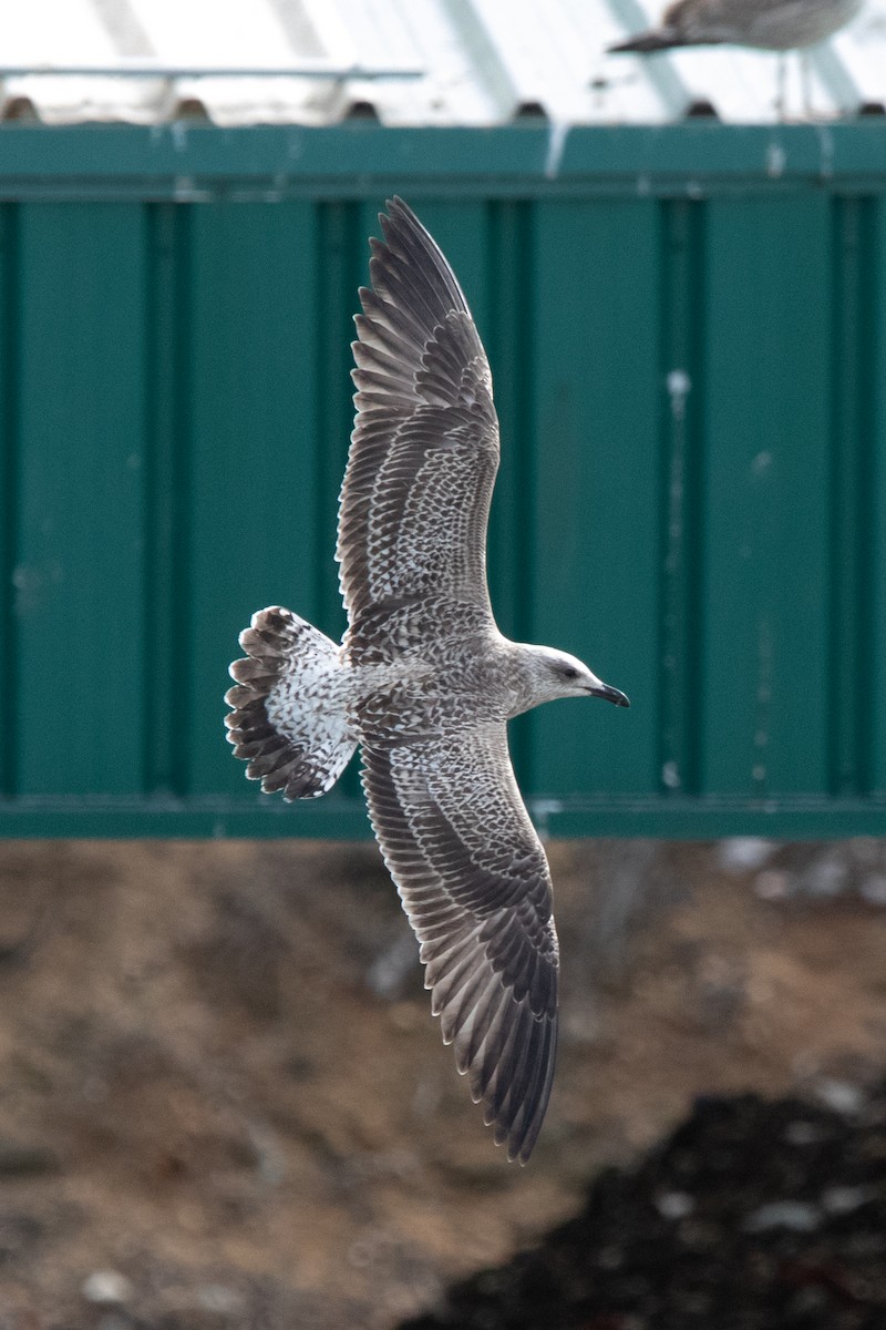 Lesser Black-backed Gull - ML644659376