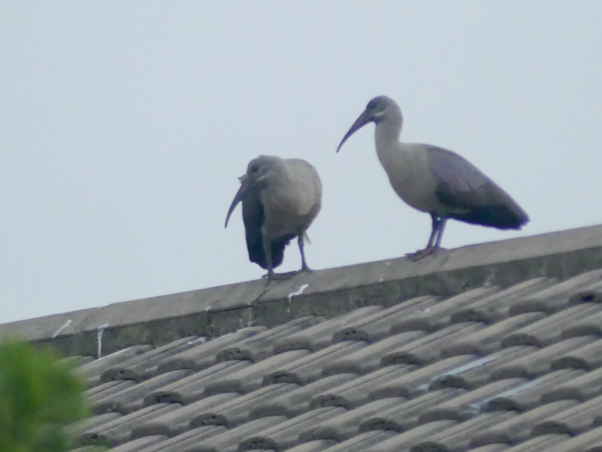 hadadaibis - ML644659377