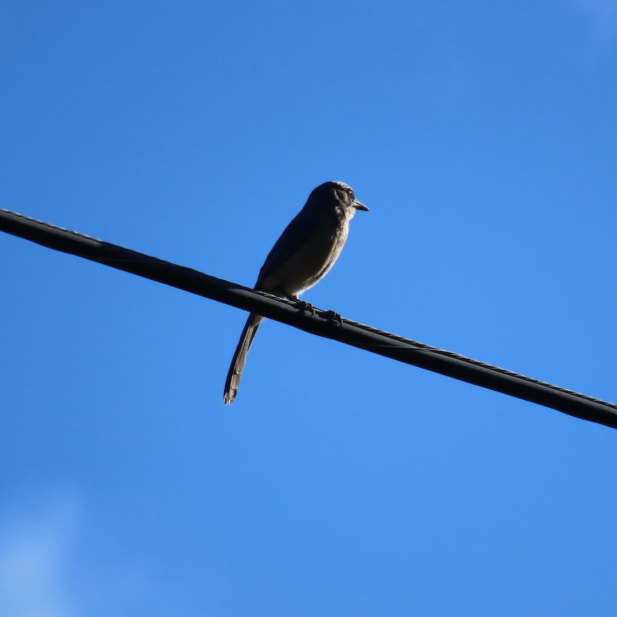 Woodhouse's Scrub-Jay - ML644659378