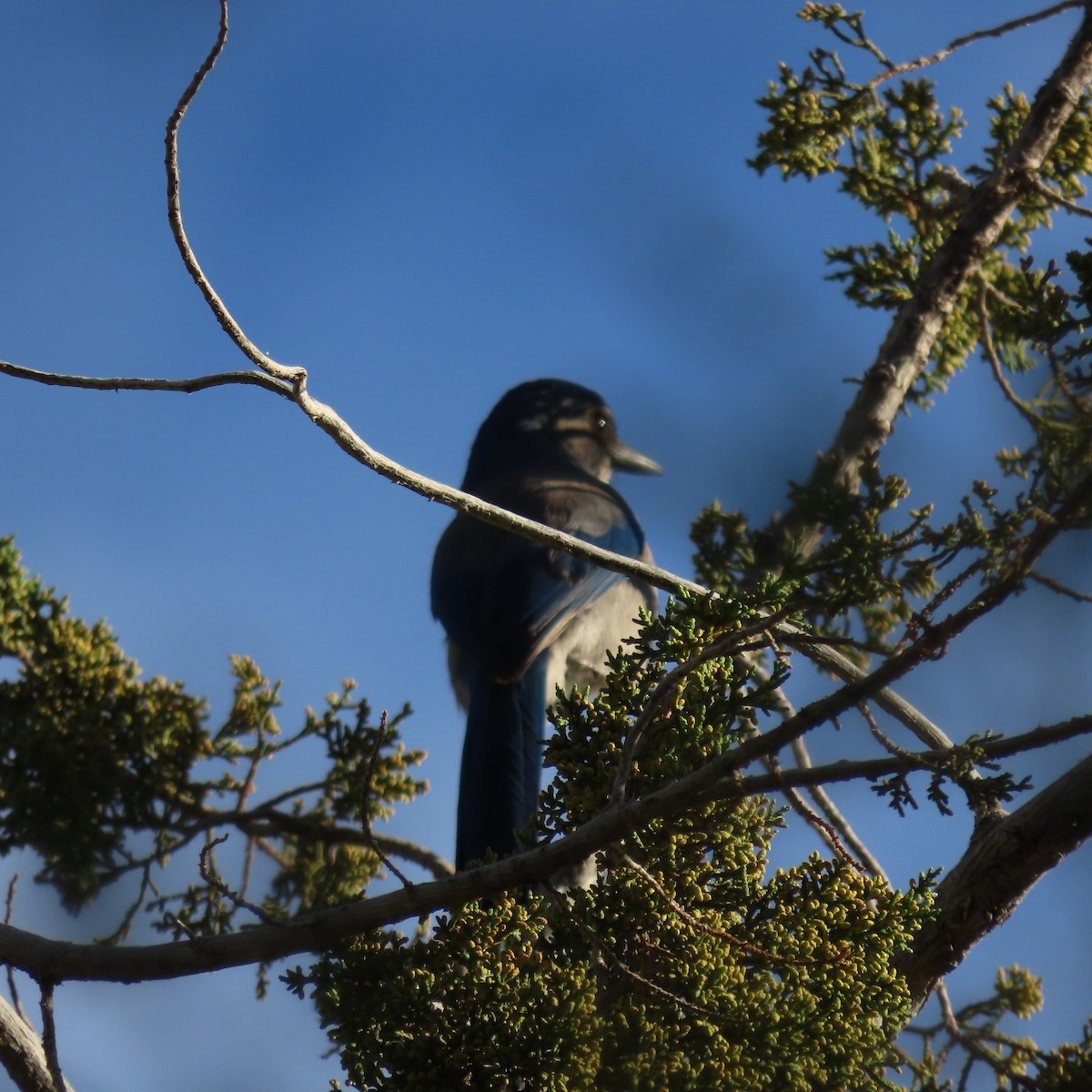 Woodhouse's Scrub-Jay - ML644659379