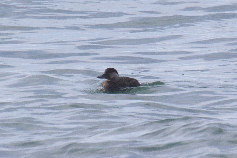 turpan žlutozobý - ML644659381