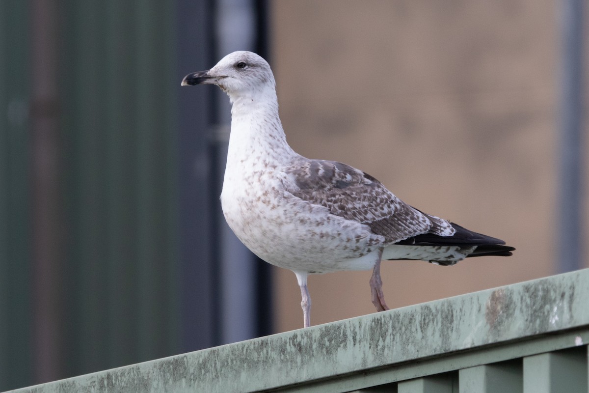 Lesser Black-backed Gull - ML644659382